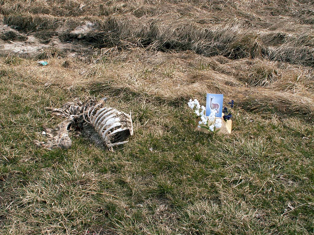roadkill shrine